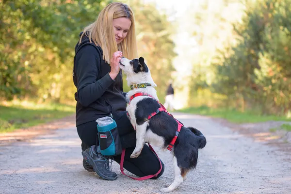 Pies do adopcji, Nowodwór, 8 października 2025 (2/5)