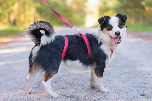 Pies do adopcji, Nowodwór, 8 października 2025 (3/5)