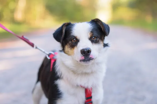 Pies do adopcji, Nowodwór, 8 października 2025 (4/5)