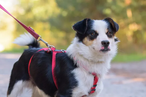 Pies do adopcji, Nowodwór, 8 października 2025 (5/5)