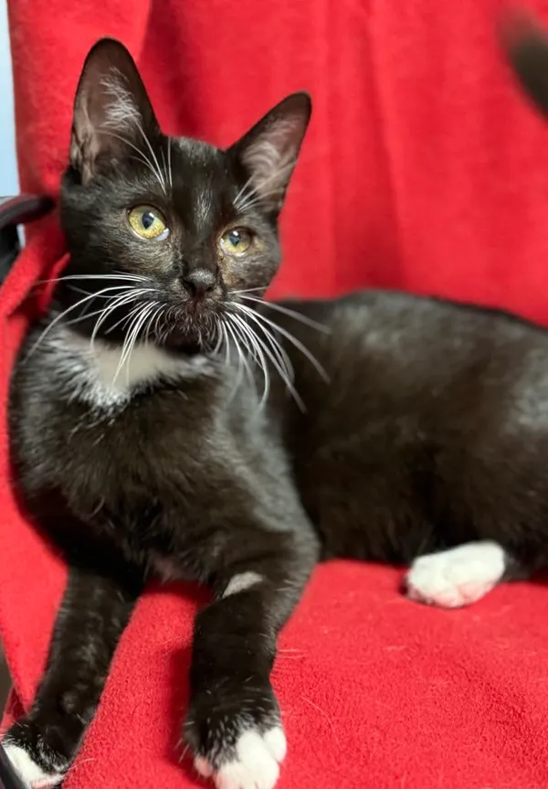 Kot do adopcji, Jelenia Góra, 1 września 2025 (5/5)