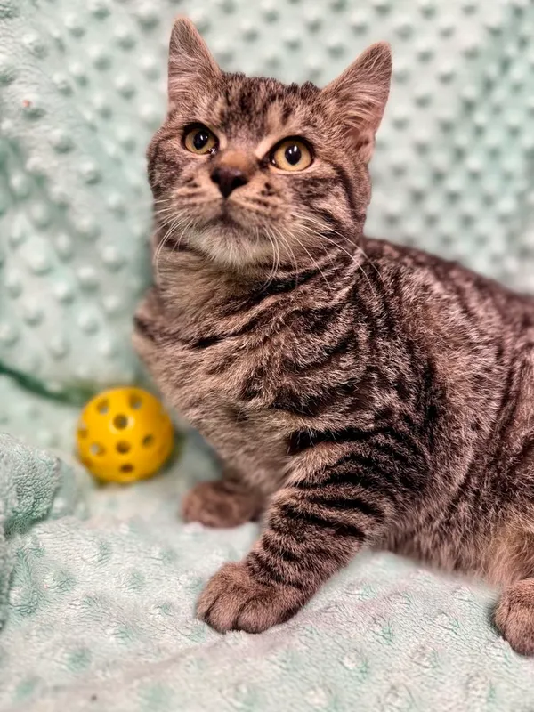 Kot do adopcji, Jelenia Góra, 4 października 2025 (1/5)