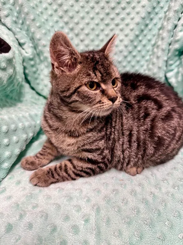 Kot do adopcji, Jelenia Góra, 4 października 2025 (2/5)