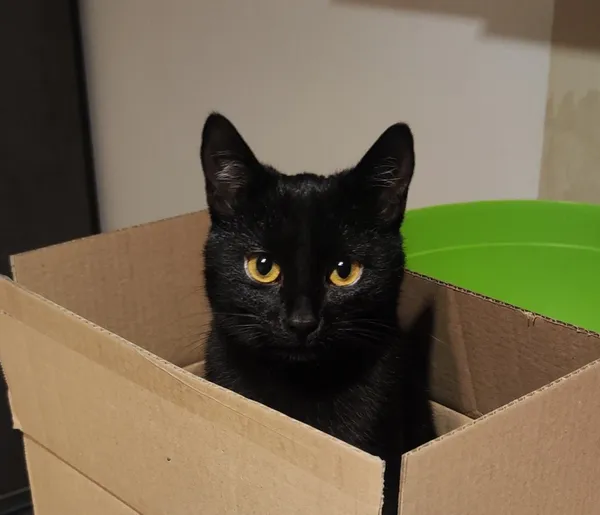 Zaginął kot, Łódź, 9 października 2025