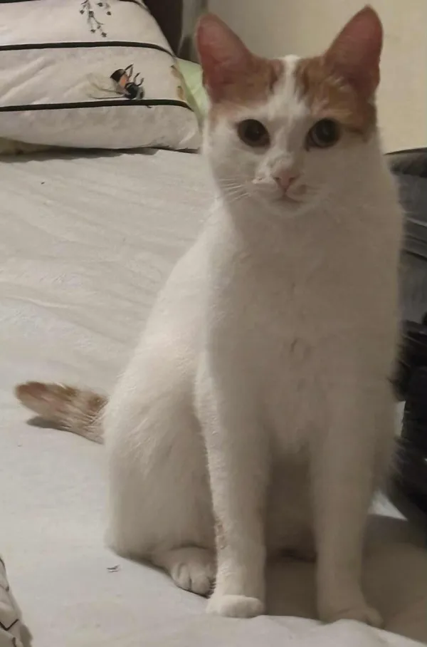 Zaginął kot, Łódź, Radogoszcz, 9 października 2025 (2/2)