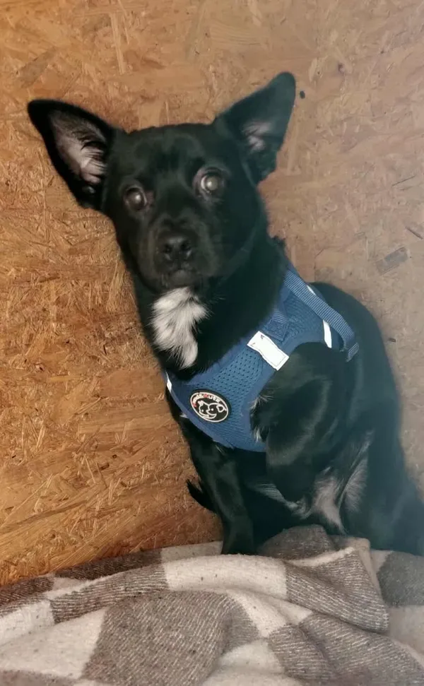 Znaleziono psa, Lublin, 8 października 2025