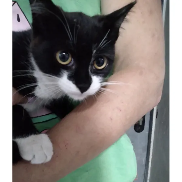 Znaleziono kota, Białystok, 2 września 2025