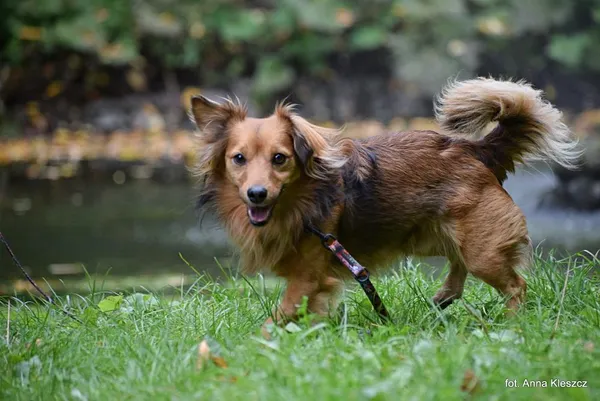 Znaleziono psa, Toruń, 13 lipca 2025