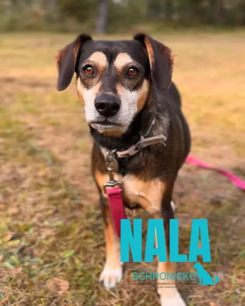 Pies do adopcji, Sosnowice, 4 września 2025 (1/5)