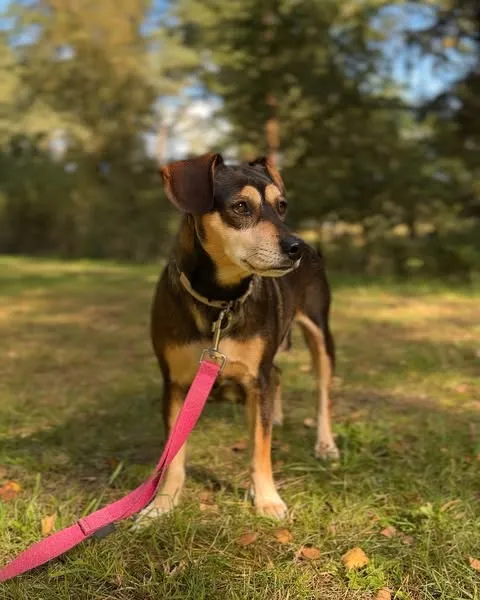 Pies do adopcji, Sosnowice, 4 września 2025 (3/5)