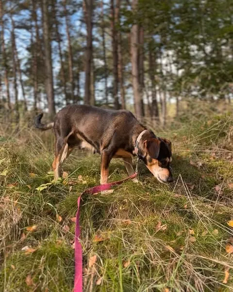 Pies do adopcji, Sosnowice, 4 września 2025 (5/5)