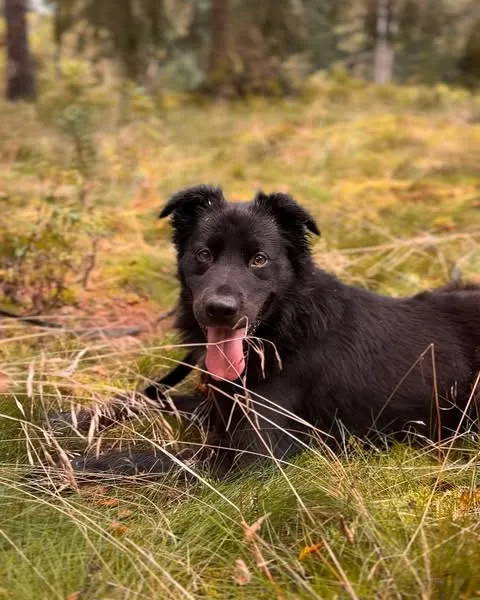 Pies do adopcji, Sosnowice, 8 sierpnia 2025 (3/5)