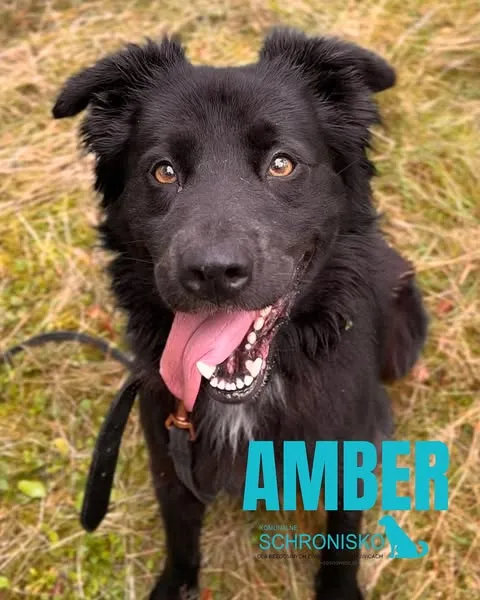 Pies do adopcji, Sosnowice, 8 sierpnia 2025 (5/5)