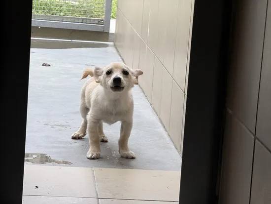 Pies do adopcji, Kraków, 25 września 2025