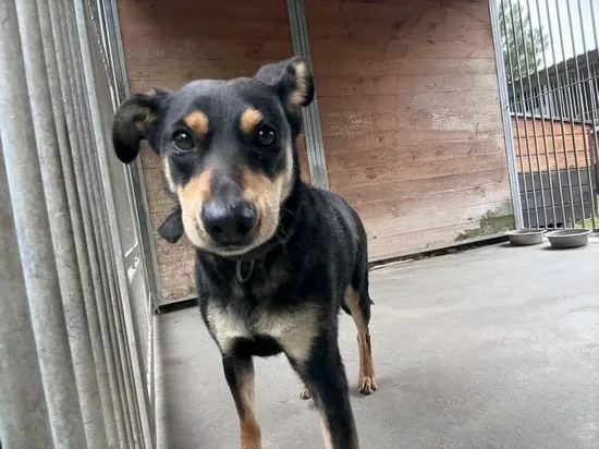 Pies do adopcji, Kraków, 25 września 2025