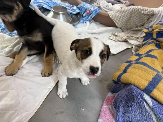 Pies do adopcji, Kraków, 7 października 2025