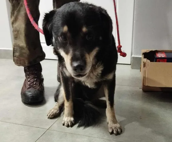 Znaleziono psa, Toruń, 8 października 2025