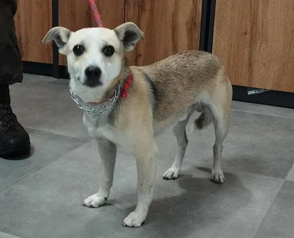 Znaleziono psa, Toruń, 8 października 2025