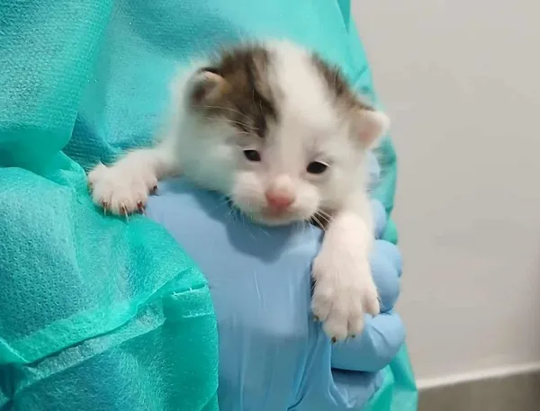 Znaleziono kota, Toruń, 8 października 2025