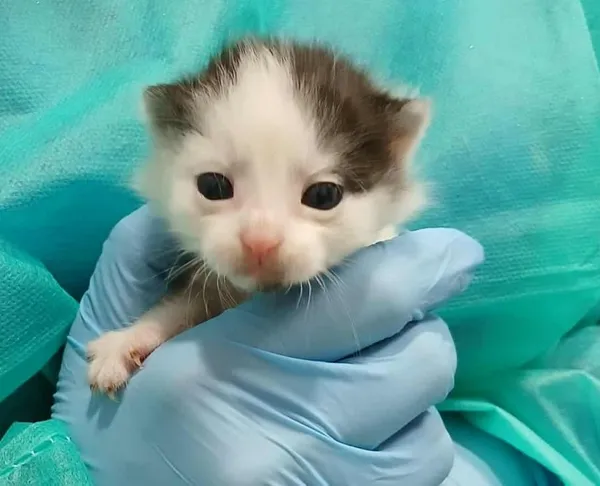 Znaleziono kota, Toruń, 8 października 2025