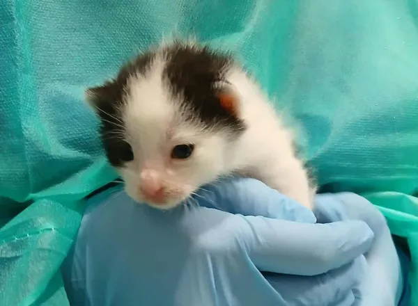 Znaleziono kota, Toruń, 8 października 2025