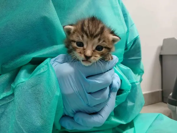 Znaleziono kota, Toruń, 8 października 2025