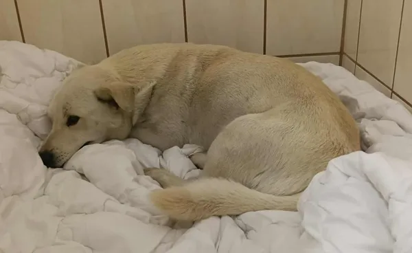 Znaleziono psa, Toruń, 7 października 2025