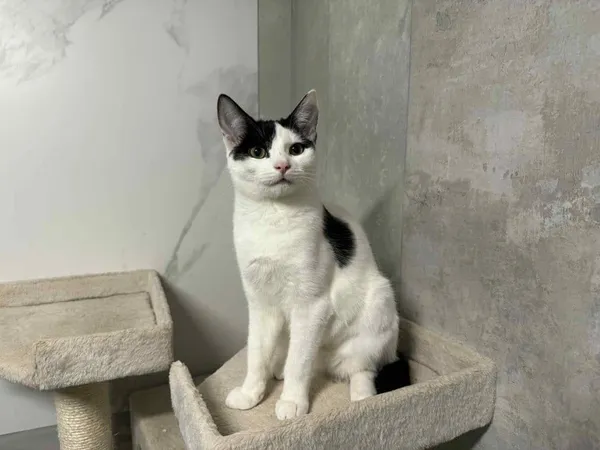 Znaleziono kota, Chojnice, 5 października 2025