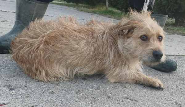 Znaleziono psa, Pieckowo, 9 października 2025 (5/5)