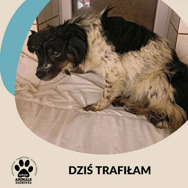 Znaleziono psa, Dąbrówka, 8 października 2025 (2/2)