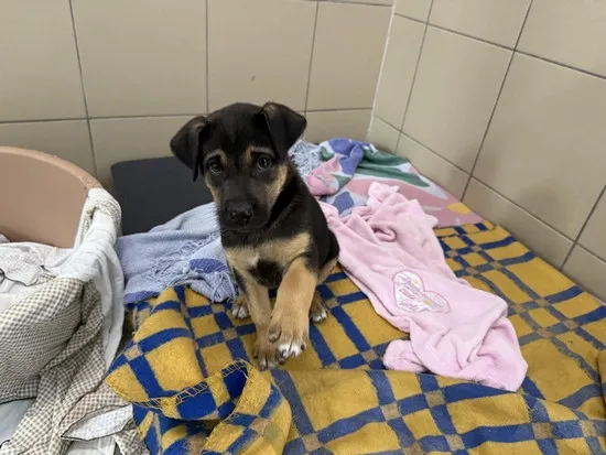 Pies do adopcji, Kraków, 7 października 2025