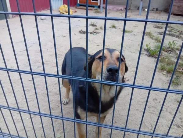 Pies do adopcji, Milanówek, 9 października 2025 (4/5)