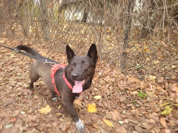 Pies do adopcji, Milanówek, 13 lutego 2026 (1/5)