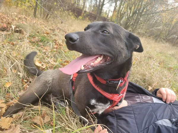 Pies do adopcji, Milanówek, 13 lutego 2026 (4/5)