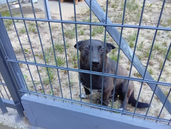 Pies do adopcji, Milanówek, 13 lutego 2026 (5/5)