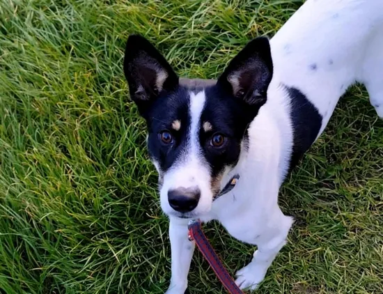 Pies do adopcji, Kraków, 15 września 2025