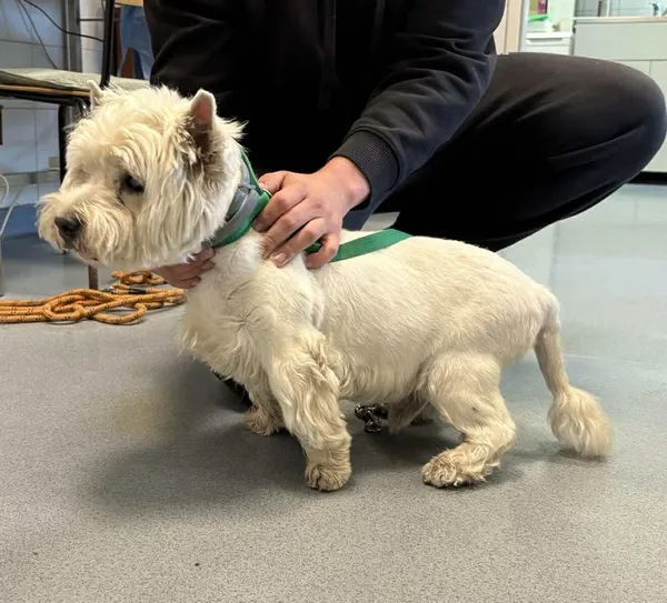 Znaleziono psa, Lublin, 10 października 2025