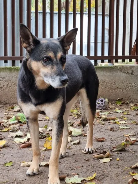 Pies do adopcji, Milanówek, 10 października 2025 (1/5)