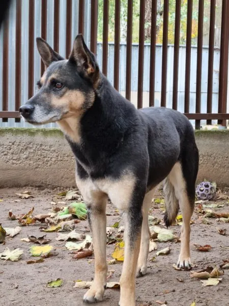 Pies do adopcji, Milanówek, 10 października 2025 (2/5)