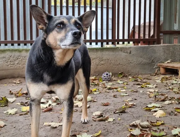 Pies do adopcji, Milanówek, 10 października 2025 (3/5)