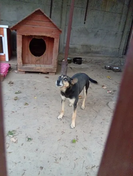 Pies do adopcji, Milanówek, 10 października 2025 (4/5)