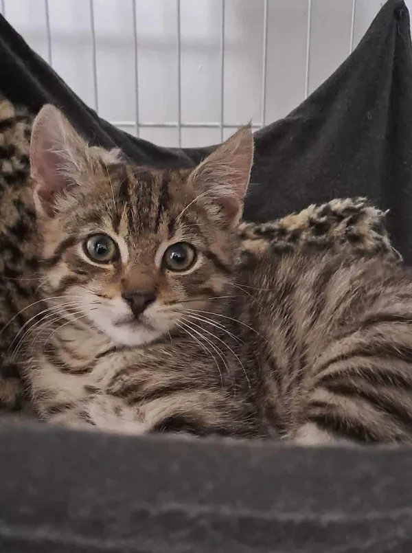 Kot do adopcji, Olsztyn, 27 września 2025 (1/3)