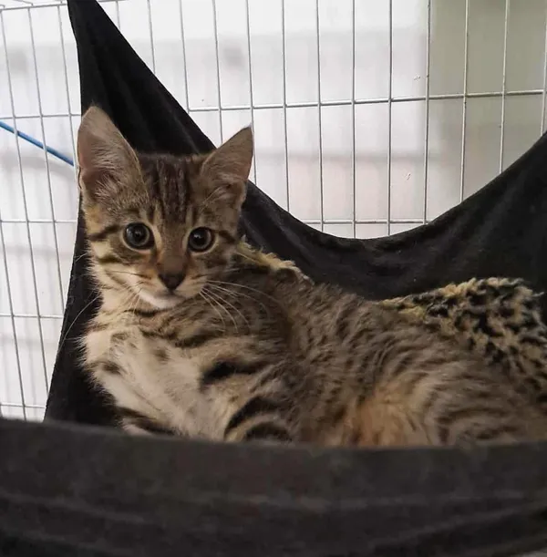 Kot do adopcji, Olsztyn, 27 września 2025 (2/3)