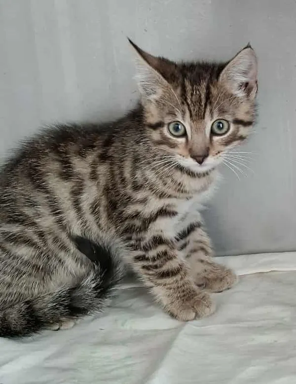 Kot do adopcji, Olsztyn, 27 września 2025 (3/3)