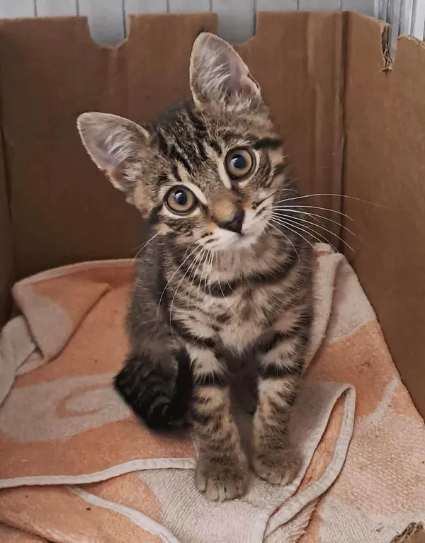 Kot do adopcji, Olsztyn, 27 września 2025 (1/3)