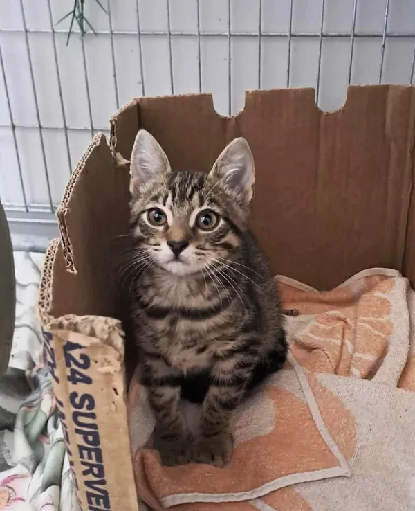 Kot do adopcji, Olsztyn, 27 września 2025 (2/3)