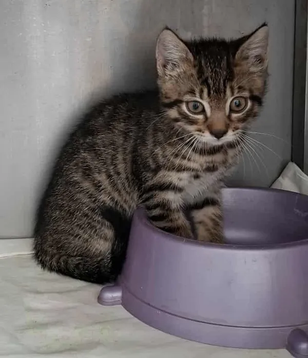 Kot do adopcji, Olsztyn, 27 września 2025 (3/3)