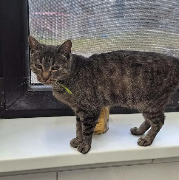 Kot do adopcji, Olsztyn, 29 sierpnia 2025 (1/3)