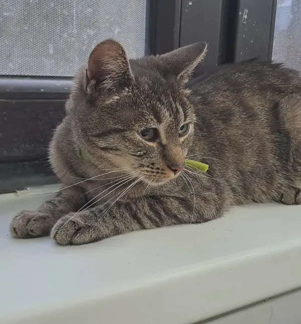 Kot do adopcji, Olsztyn, 29 sierpnia 2025 (2/3)