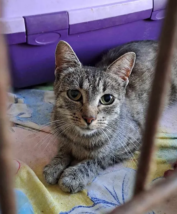 Kot do adopcji, Olsztyn, 29 sierpnia 2025 (3/3)